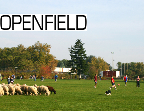 Openfield1